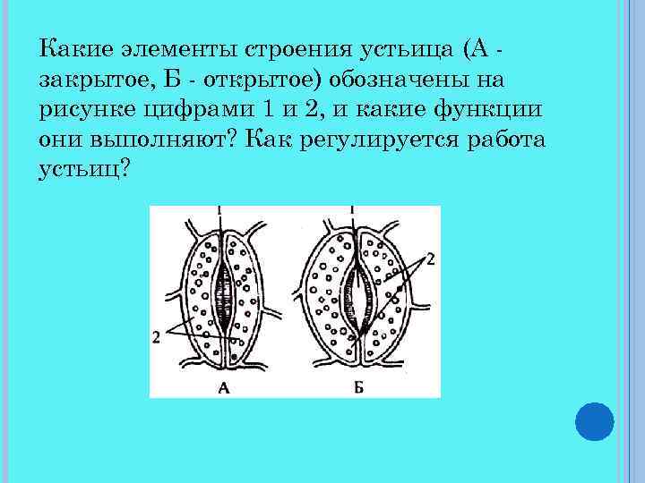 Какие элементы строения устьица (А закрытое, Б - открытое) обозначены на рисунке цифрами 1