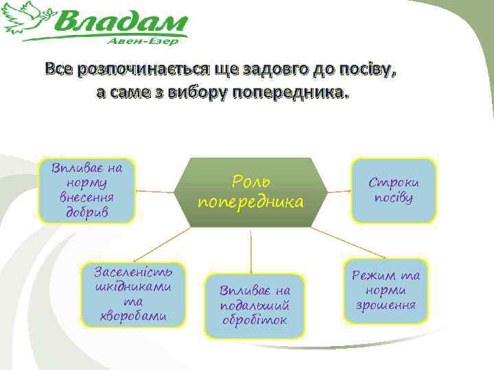 Все розпочинається ще задовго до посіву, а саме з вибору попередника. Впливає на норму