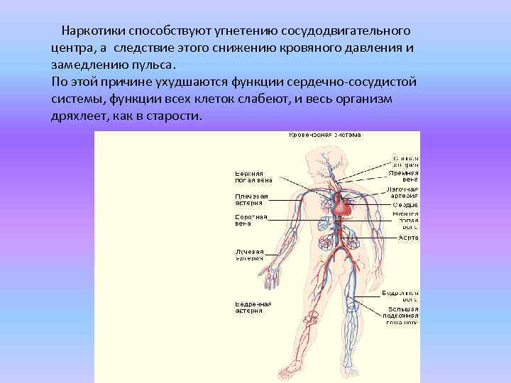  Наркотики способствуют угнетению сосудодвигательного центра, а следствие этого снижению кровяного давления и замедлению