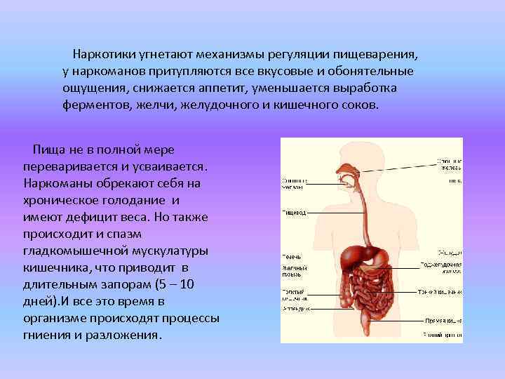  Наркотики угнетают механизмы регуляции пищеварения, у наркоманов притупляются все вкусовые и обонятельные ощущения,