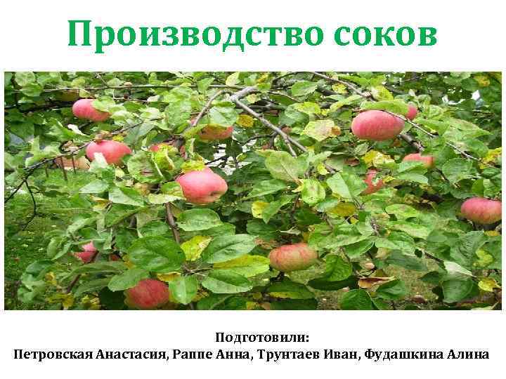 Производство соков Подготовили: Петровская Анастасия, Раппе Анна, Трунтаев Иван, Фудашкина Алина 