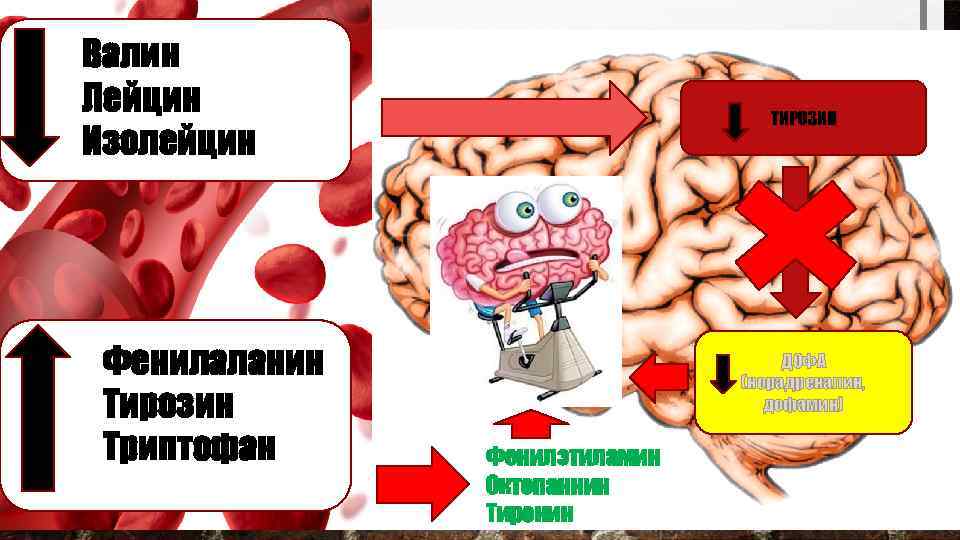 Валин Лейцин Изолейцин Фенилаланин Тирозин Триптофан ТИРОЗИН ДОФА (норадреналин, дофамин) Фенилэтиламин Октопаннин Тиронин 
