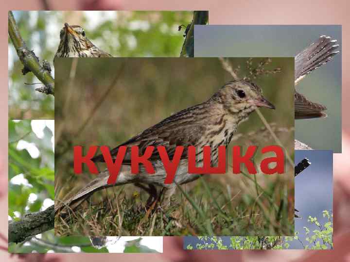 кукушка 