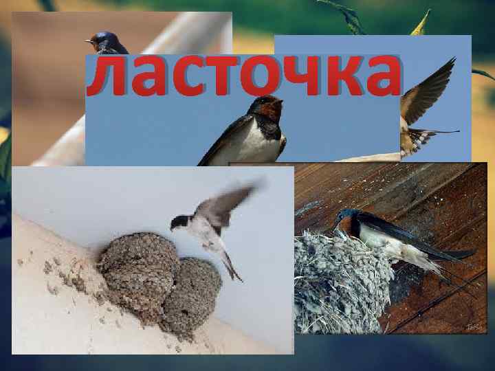 ласточка 