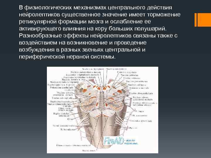 В физиологических механизмах центрального действия нейролептиков существенное значение имеет торможение ретикулярной формации мозга и