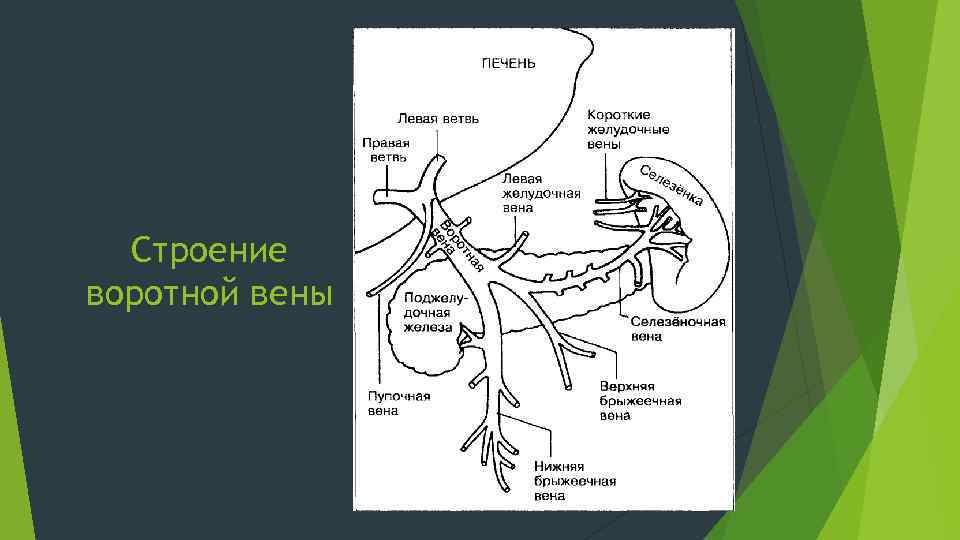 Притоки вен