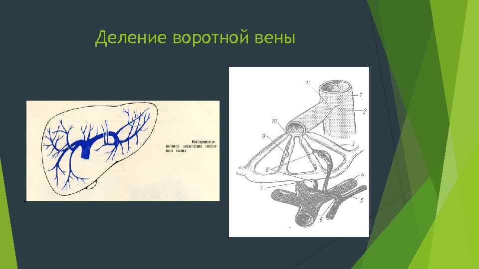 Деление воротной вены 