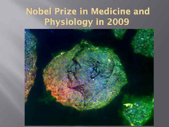 Nobel Prize in Medicine and Physiology in 2009 