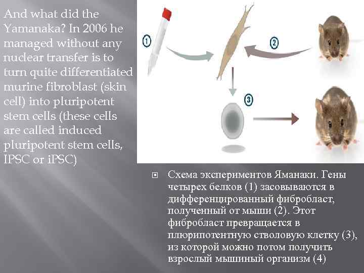 And what did the Yamanaka? In 2006 he managed without any nuclear transfer is