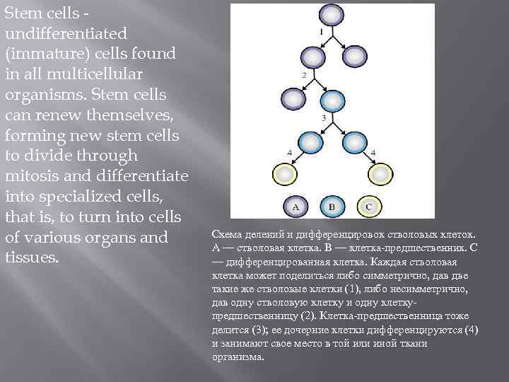 Stem cells undifferentiated (immature) cells found in all multicellular organisms. Stem cells can renew