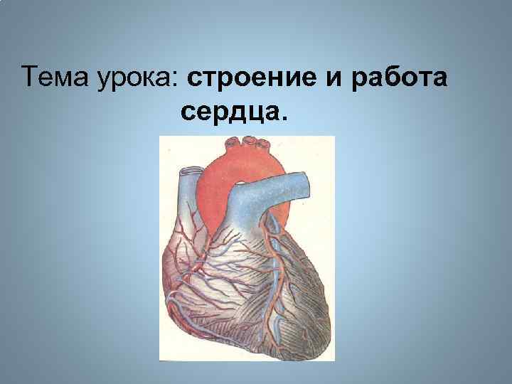 Презентация по биологии 8 класс строение и работа сердца