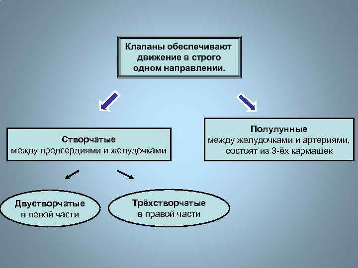 Створчатые между предсердиями и желудочками Двустворчатые в левой части Трёхстворчатые в правой части Полулунные