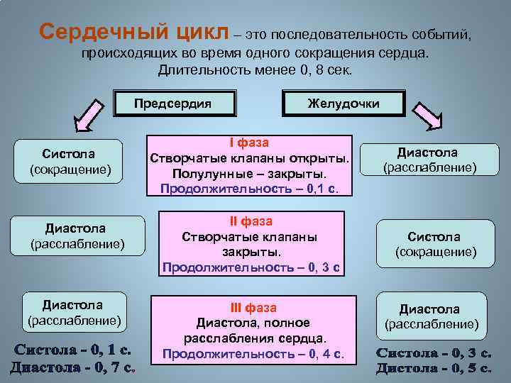 Сердечный цикл – это последовательность событий, происходящих во время одного сокращения сердца. Длительность менее
