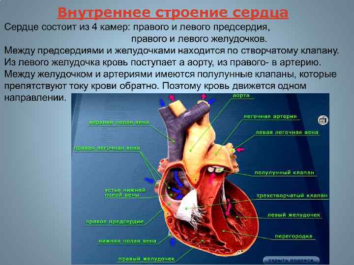 Строение сердца презентация