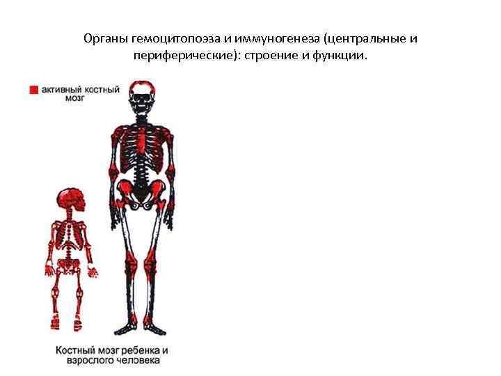 Органы гемоцитопоэза и иммуногенеза (центральные и периферические): строение и функции. 