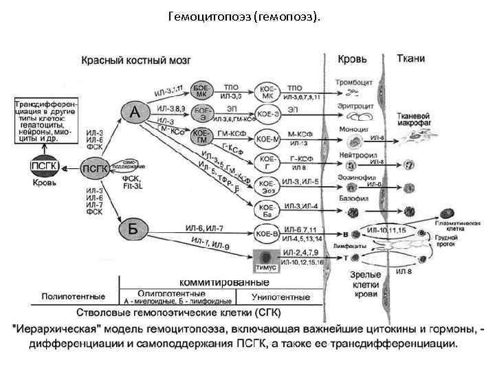 Гемоцитопоэз (гемопоэз). 