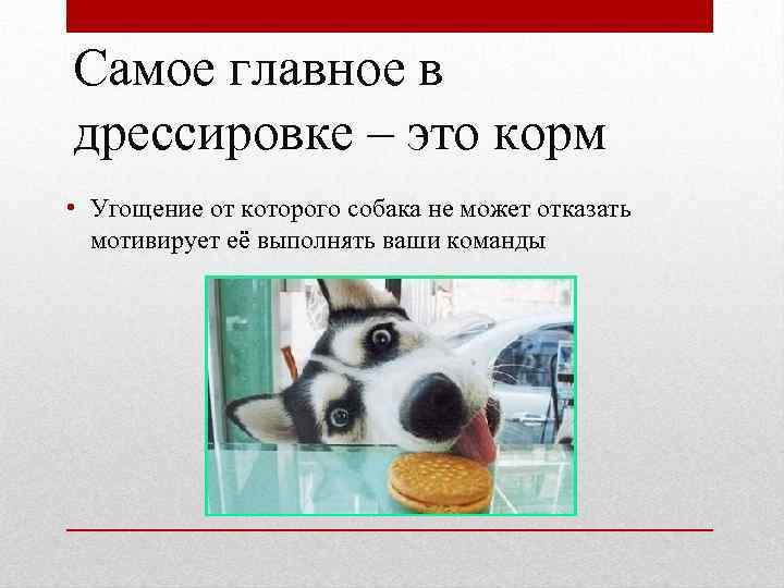 Самое главное в дрессировке – это корм • Угощение от которого собака не может