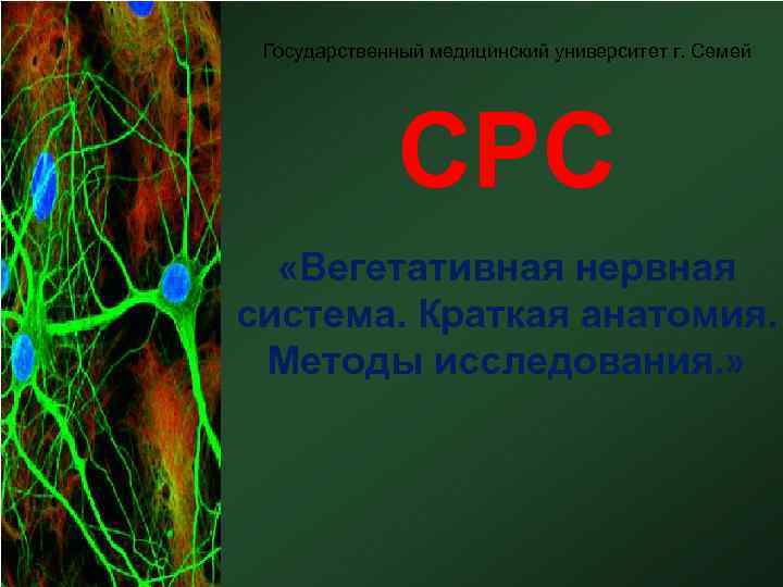 Государственный медицинский университет г. Семей СРС «Вегетативная нервная система. Краткая анатомия. Методы исследования. »