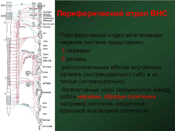 Периферический отдел ВНС • Периферический отдел вегетативная нервная система представлен: • 1. нервами •