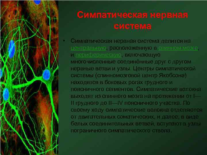 Симпатическая нервная система • Симпатическая нервная система делится на центральную, расположенную в спинном мозге,