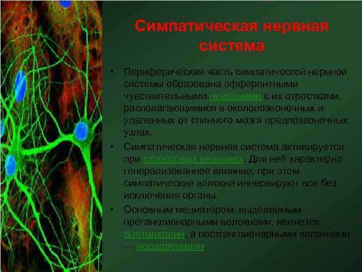 Симпатическая нервная система • Периферическая часть симпатической нервной системы образована эфферентными чувствительными нейронами с