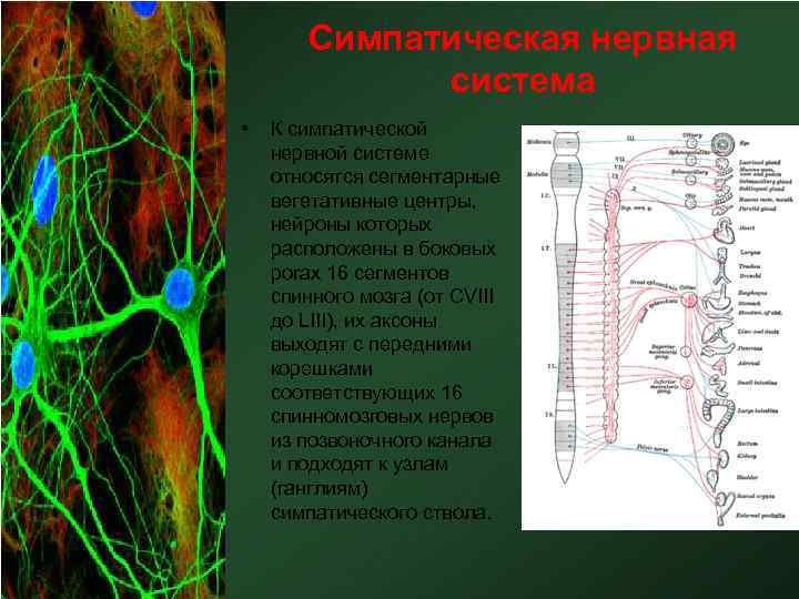 Симпатическая нервная система • К симпатической нервной системе относятся сегментарные вегетативные центры, нейроны которых