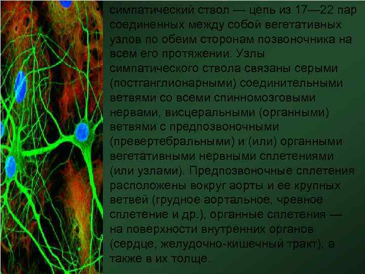  • симпатический ствол — цепь из 17— 22 пар соединенных между собой вегетативных