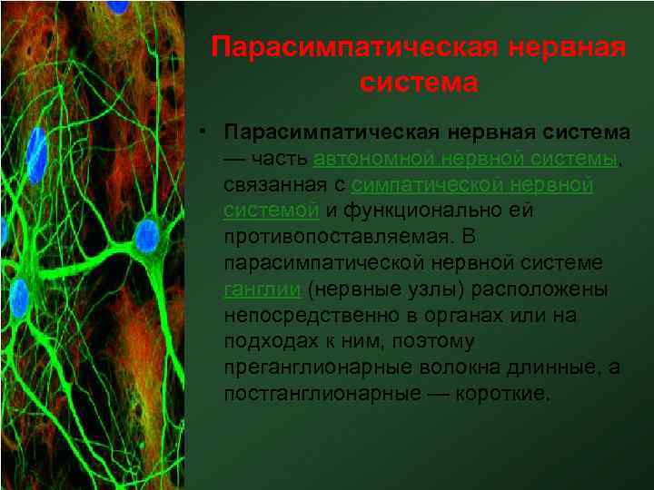 Парасимпатическая нервная система • Парасимпатическая нервная система — часть автономной нервной системы, связанная с