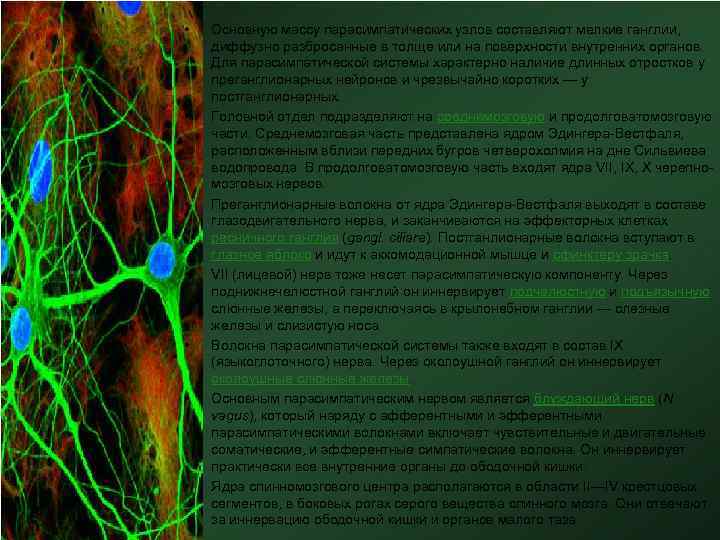  • • Основную массу парасимпатических узлов составляют мелкие ганглии, диффузно разбросанные в толще