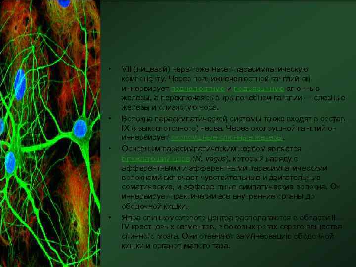  • • VII (лицевой) нерв тоже несет парасимпатическую компоненту. Через поднижнечелюстной ганглий он