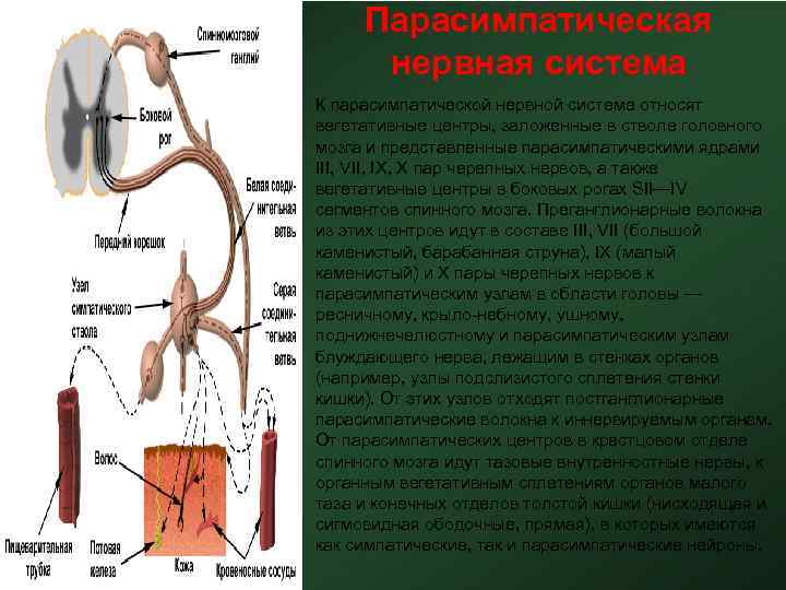 Парасимпатическая нервная система • К парасимпатической нервной системе относят вегетативные центры, заложенные в стволе