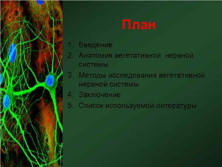 План 1. Введение 2. Анатомия вегетативной нервной системы 3. Методы исследования вегетативной нервной системы