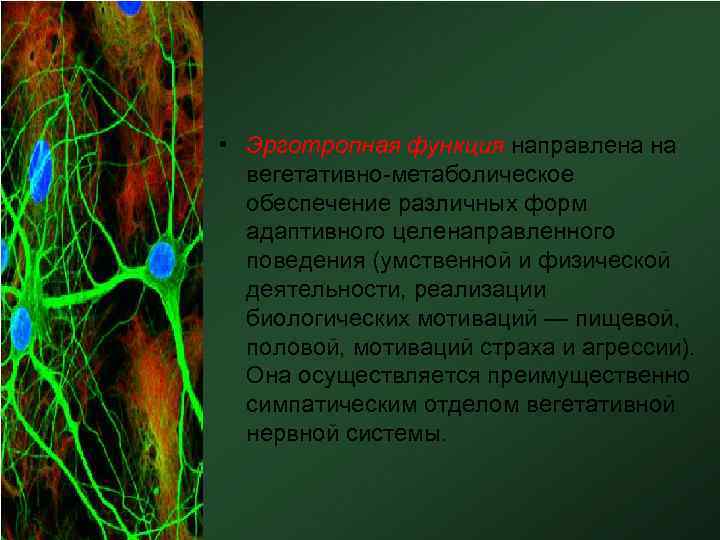  • Эрготропная функция направлена на вегетативно-метаболическое обеспечение различных форм адаптивного целенаправленного поведения (умственной