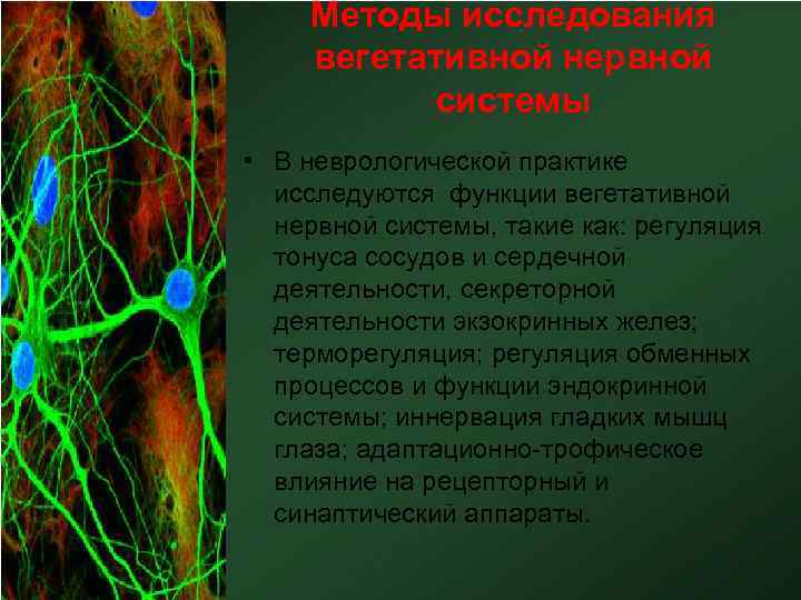 Методы исследования вегетативной нервной системы • В неврологической практике исследуются функции вегетативной нервной системы,