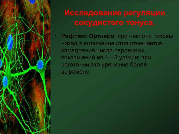 Исследование регуляции сосудистого тонуса. • Рефлекс Ортнера: при наклоне головы назад в положение стоя