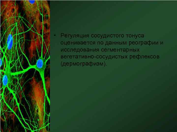  • Регуляция сосудистого тонуса оценивается по данным реографии и исследования сегментарных вегетативно-сосудистых рефлексов