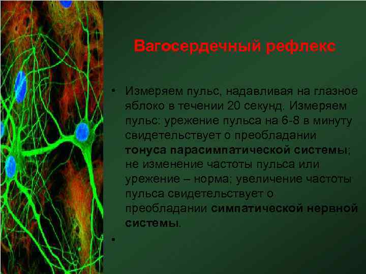 Вагосердечный рефлекс • Измеряем пульс, надавливая на глазное яблоко в течении 20 секунд. Измеряем