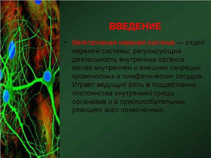 ВВЕДЕНИЕ • Вегетативная нервная система — отдел нервной системы, регулирующий деятельность внутренних органов, желёз