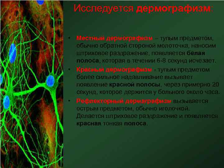 Исследуется дермографизм: • Местный дермографизм – тупым предметом, обычно обратной стороной молоточка, наносим штриховое