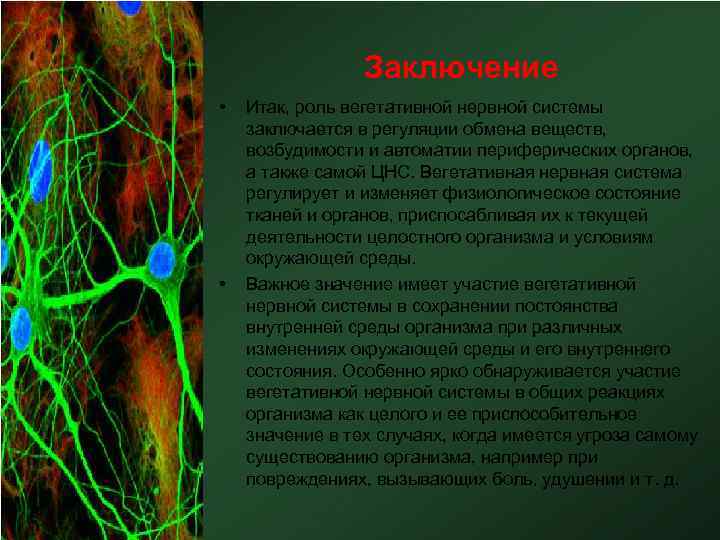 Заключение • • Итак, роль вегетативной нервной системы заключается в регуляции обмена веществ, возбудимости