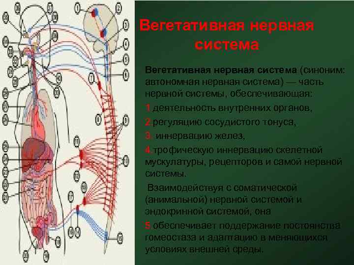 Вегетативная нервная система • Вегетативная нервная система (синоним: автономная нервная система) — часть нервной