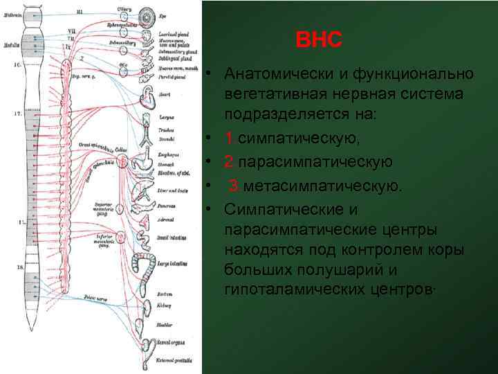 ВНС • Анатомически и функционально вегетативная нервная система подразделяется на: • 1. симпатическую, •