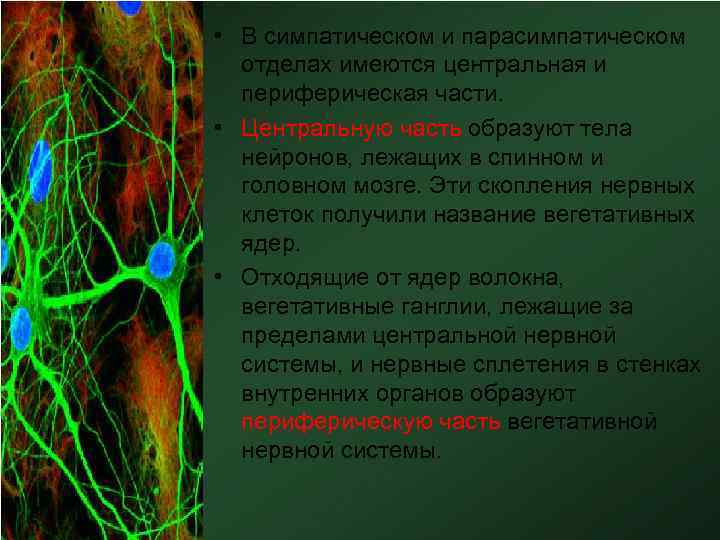  • В симпатическом и парасимпатическом отделах имеются центральная и периферическая части. • Центральную