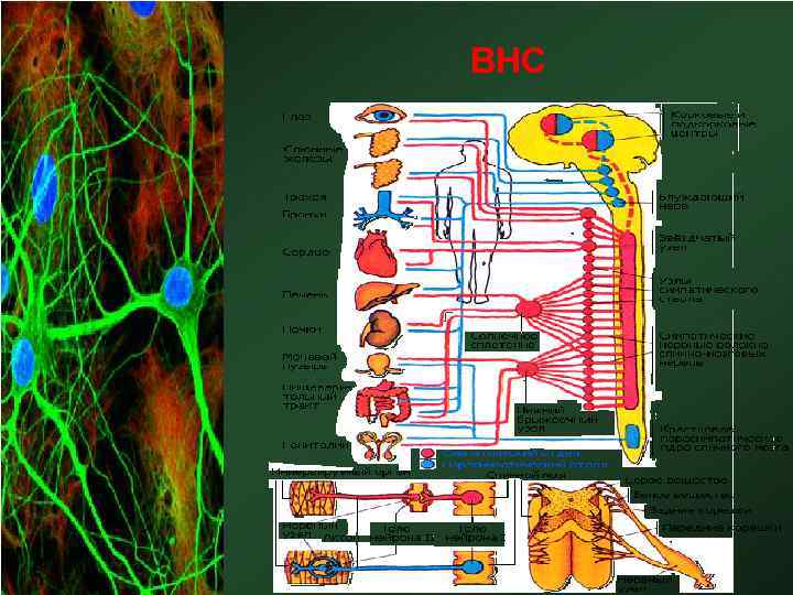ВНС 