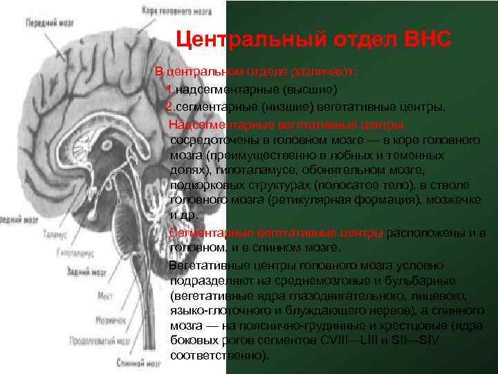 Центральный отдел ВНС В центральном отделе различают: 1. надсегментарные (высшие) 2. сегментарные (низшие) вегетативные