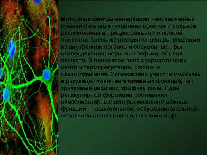  • Моторные центры иннервации неисчерченных (гладких) мышц внутренних органов и сосудов расположены в