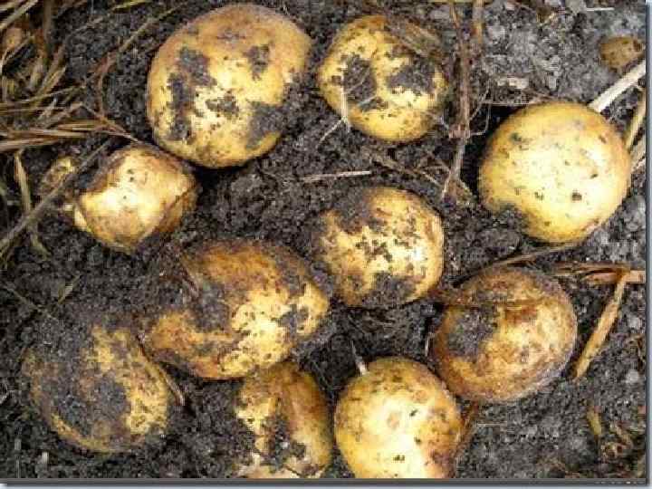 Выращивание картофеля домашних условиях. Картофель под соломой. Картошка под сеном. Посадка картофеля под солому. Посадка картошки в солому.