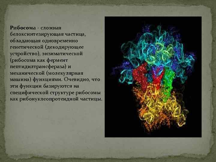 Рибосома - сложная белоксинтезирующая частица, обладающая одновременно генетической (декодирующее устройство), энзиматической (рибосома как фермент