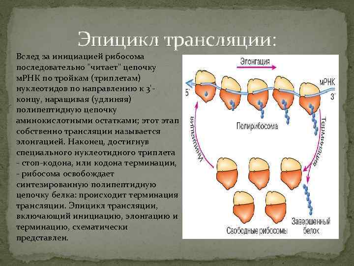 Эпицикл трансляции: Вслед за инициацией рибосома последовательно "читает" цепочку м. РНК по тройкам (триплетам)