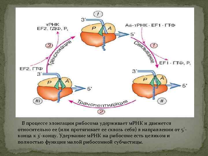 Рибосома по ирнк движется в направлении. Движение рибосомы от фосфатного конца к. Элонгационный цикл рибосомы. Рибосома движется по ИРНК от. Движение рибосомы по ИРНК.